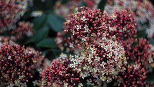 Preview wallpaper viburnum, berries, flowers, inflorescences