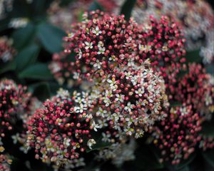 Preview wallpaper viburnum, berries, flowers, inflorescences