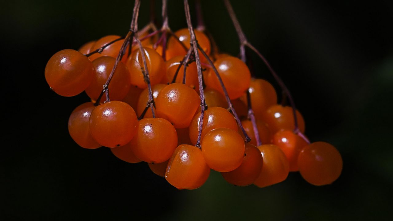 Wallpaper viburnum, berries, macro hd, picture, image