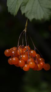 Preview wallpaper viburnum, berries, macro