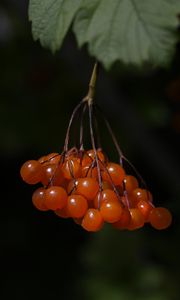 Preview wallpaper viburnum, berries, macro