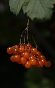 Preview wallpaper viburnum, berries, macro