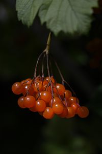 Preview wallpaper viburnum, berries, macro