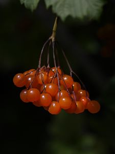 Preview wallpaper viburnum, berries, macro