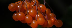 Preview wallpaper viburnum, berries, macro