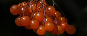 Preview wallpaper viburnum, berries, macro