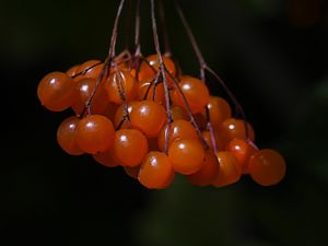 Preview wallpaper viburnum, berries, macro