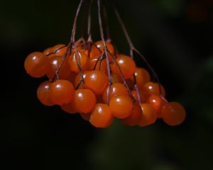 Preview wallpaper viburnum, berries, macro