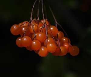 Preview wallpaper viburnum, berries, macro