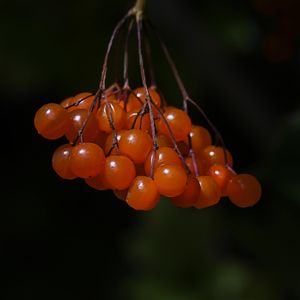 Preview wallpaper viburnum, berries, macro