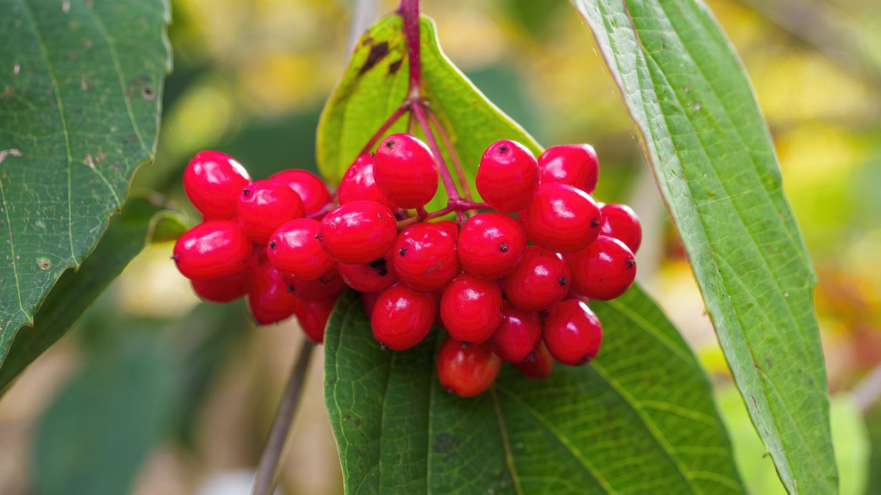 Wallpaper viburnum, berries, red, macro