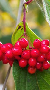 Preview wallpaper viburnum, berries, red, macro