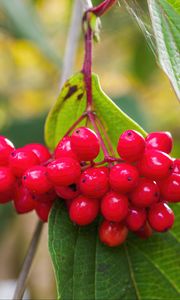 Preview wallpaper viburnum, berries, red, macro