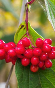 Preview wallpaper viburnum, berries, red, macro