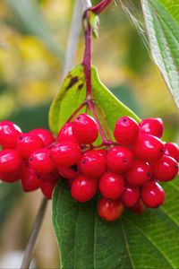 Preview wallpaper viburnum, berries, red, macro