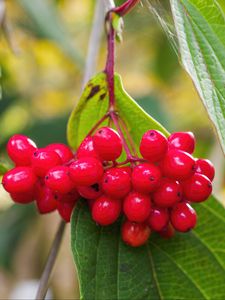 Preview wallpaper viburnum, berries, red, macro