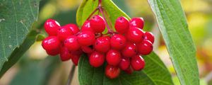 Preview wallpaper viburnum, berries, red, macro