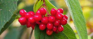 Preview wallpaper viburnum, berries, red, macro