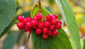 Preview wallpaper viburnum, berries, red, macro