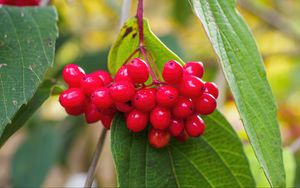 Preview wallpaper viburnum, berries, red, macro