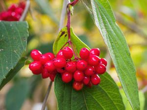 Preview wallpaper viburnum, berries, red, macro