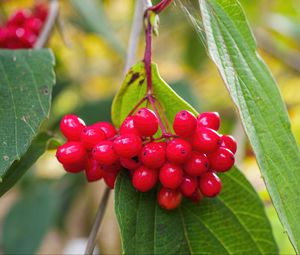 Preview wallpaper viburnum, berries, red, macro