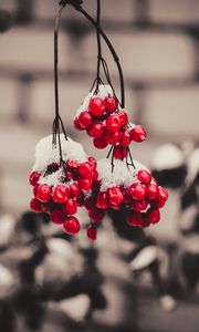 Preview wallpaper viburnum, berries, snow, macro