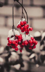 Preview wallpaper viburnum, berries, snow, macro