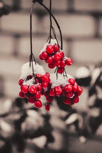 Preview wallpaper viburnum, berries, snow, macro