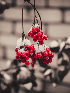 Preview wallpaper viburnum, berries, snow, macro