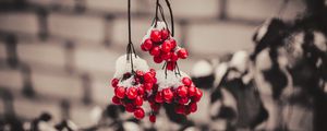 Preview wallpaper viburnum, berries, snow, macro