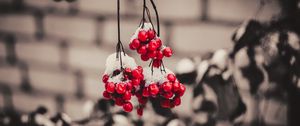 Preview wallpaper viburnum, berries, snow, macro