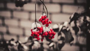 Preview wallpaper viburnum, berries, snow, macro