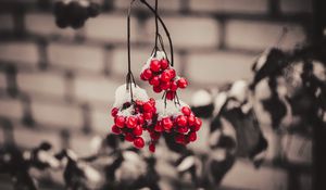 Preview wallpaper viburnum, berries, snow, macro