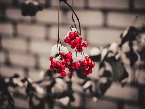 Preview wallpaper viburnum, berries, snow, macro