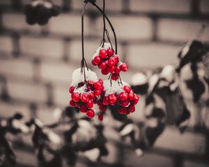 Preview wallpaper viburnum, berries, snow, macro