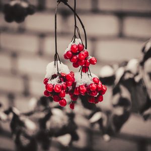 Preview wallpaper viburnum, berries, snow, macro