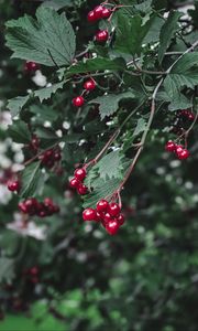 Preview wallpaper viburnum, berry, branch, leaves