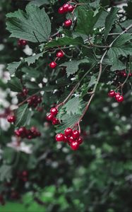 Preview wallpaper viburnum, berry, branch, leaves