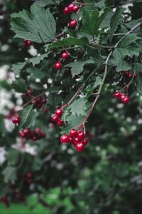 Preview wallpaper viburnum, berry, branch, leaves