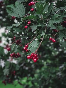 Preview wallpaper viburnum, berry, branch, leaves