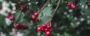 Preview wallpaper viburnum, berry, branch, leaves