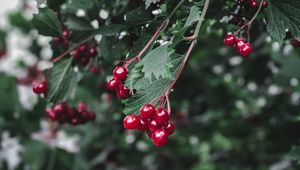 Preview wallpaper viburnum, berry, branch, leaves