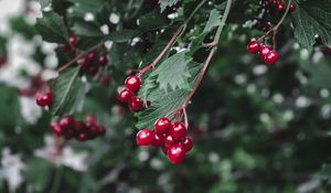 Preview wallpaper viburnum, berry, branch, leaves