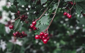 Preview wallpaper viburnum, berry, branch, leaves