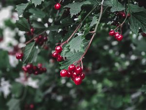 Preview wallpaper viburnum, berry, branch, leaves