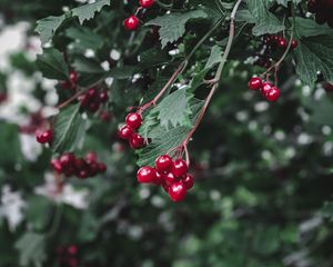 Preview wallpaper viburnum, berry, branch, leaves