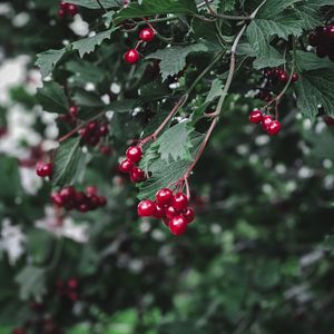 Preview wallpaper viburnum, berry, branch, leaves