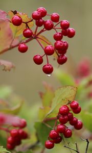 Preview wallpaper viburnum, drop, beginning of autumn