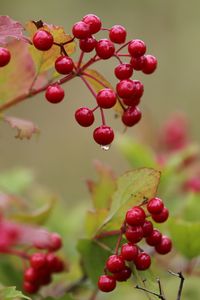 Preview wallpaper viburnum, drop, beginning of autumn